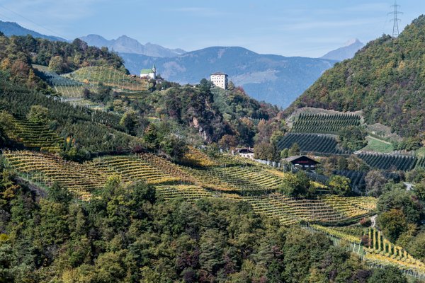 Wein aus Südtirol online
