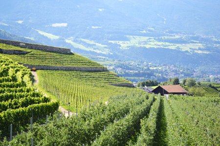 Griesserhof, Südtiroler Wein, Eisacktal